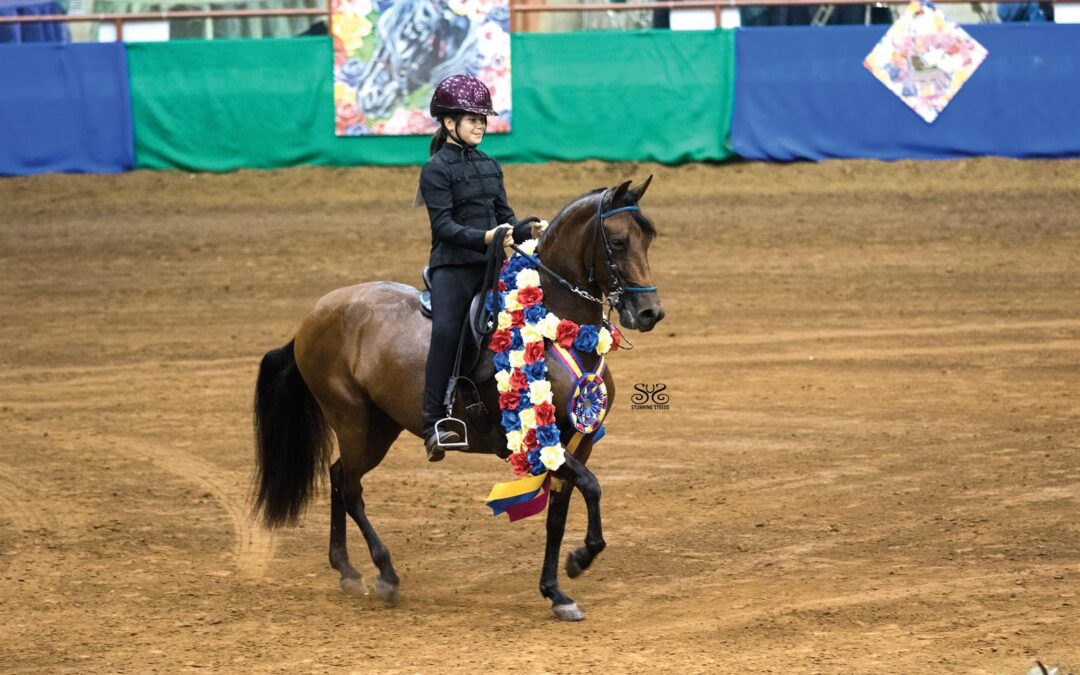 Why the Paso Fino Horse Breed are Ideal for Pleasure Riding