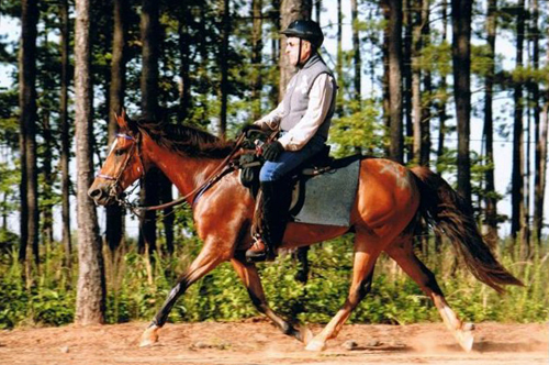 Tips for Training and Riding Paso Fino Horses