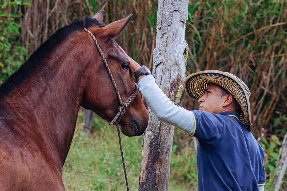 What to Look for in a Champion Paso Fino Horse