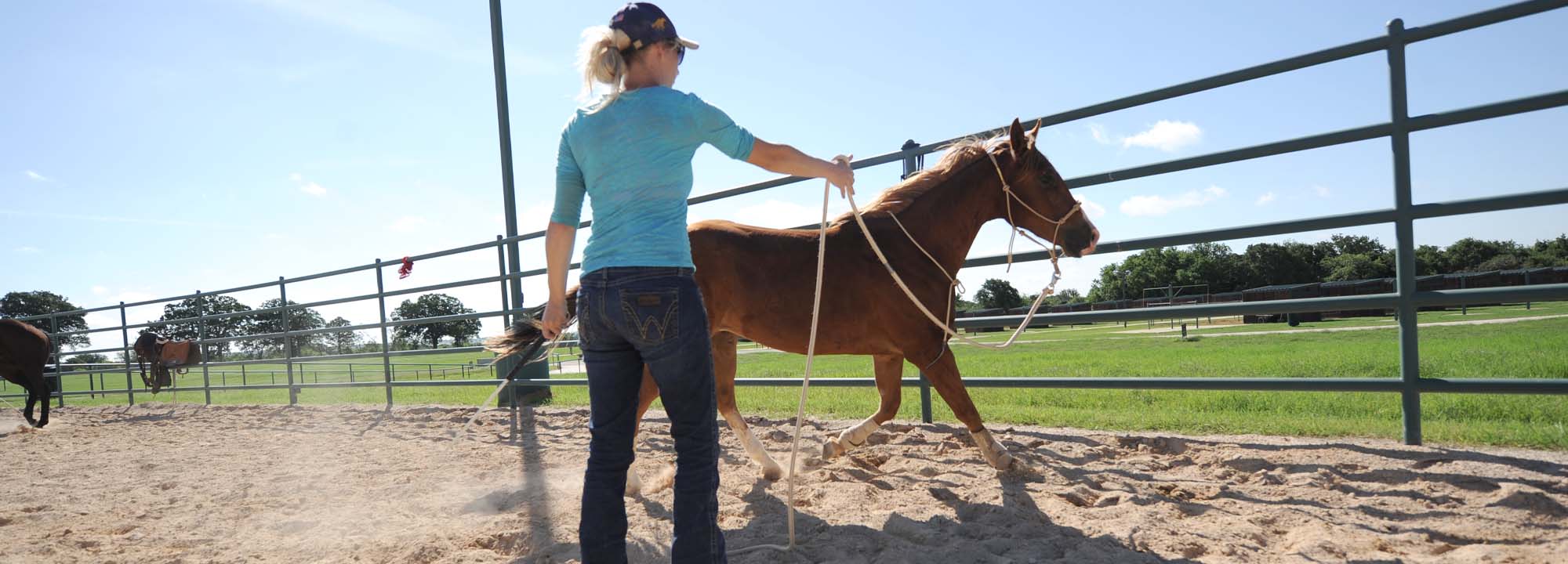 Tips for Training and Riding Paso Fino Horses: Positive Reinforcement 