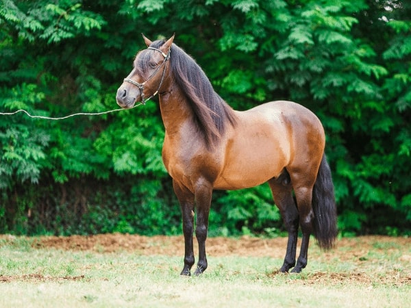 Paso Fino Horse Breeding