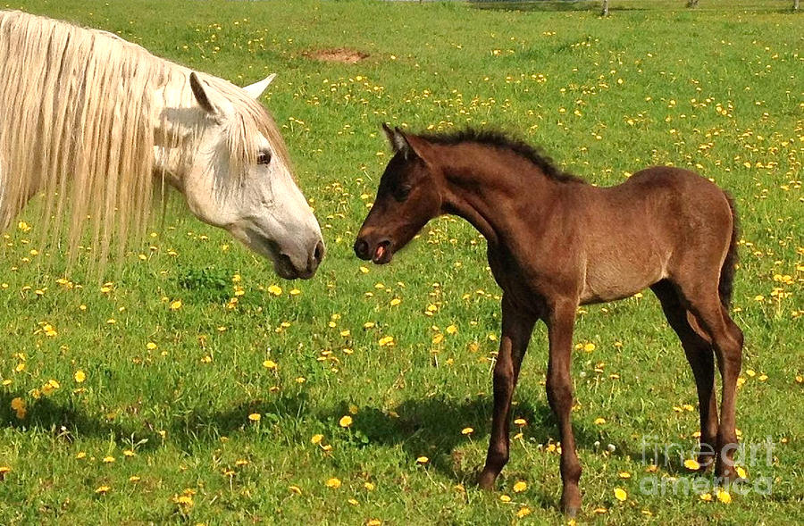 paso-fino-foal-marijean-harris