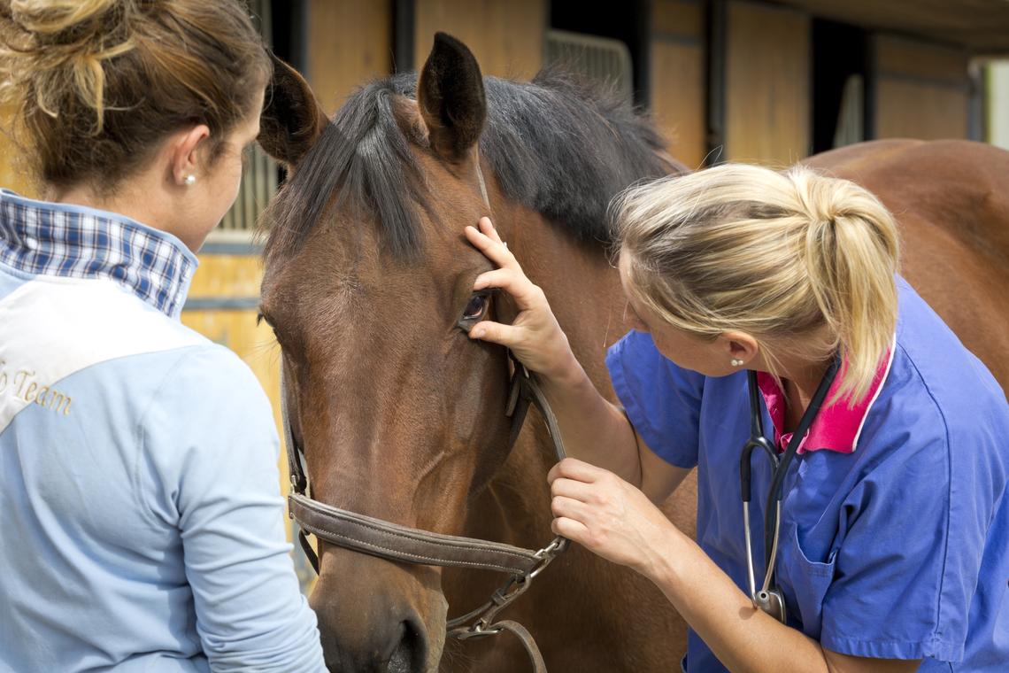 Prepare Your Paso Fino for Spring with health evaluations