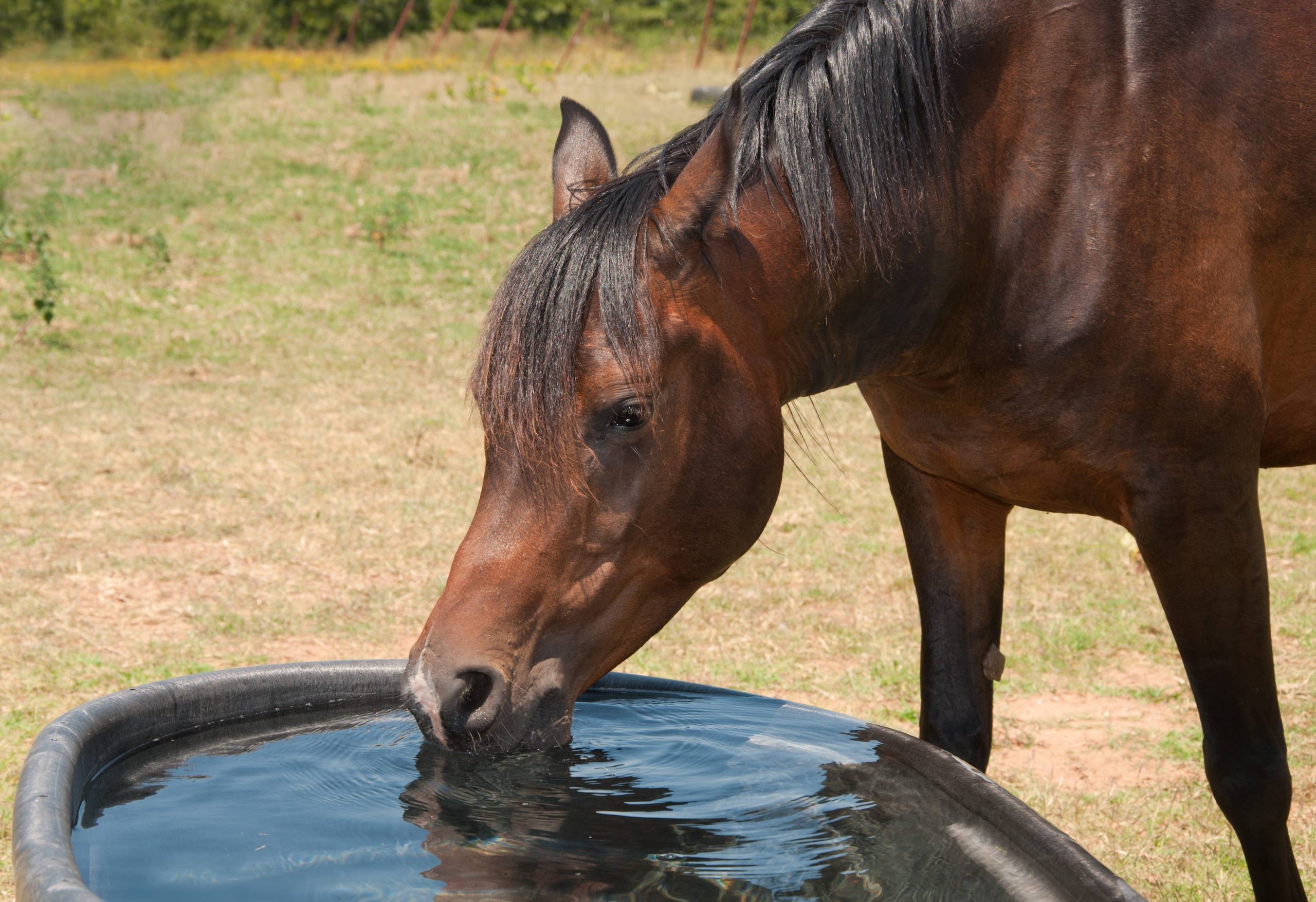horse’s water tank