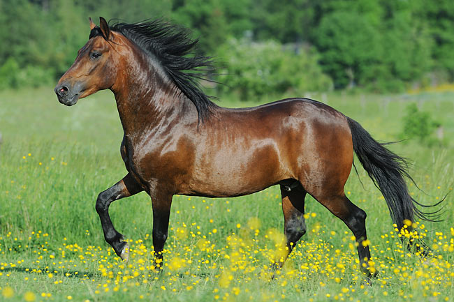 Paso Fino Horse