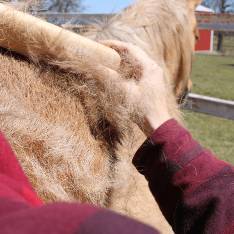 horse-shedding