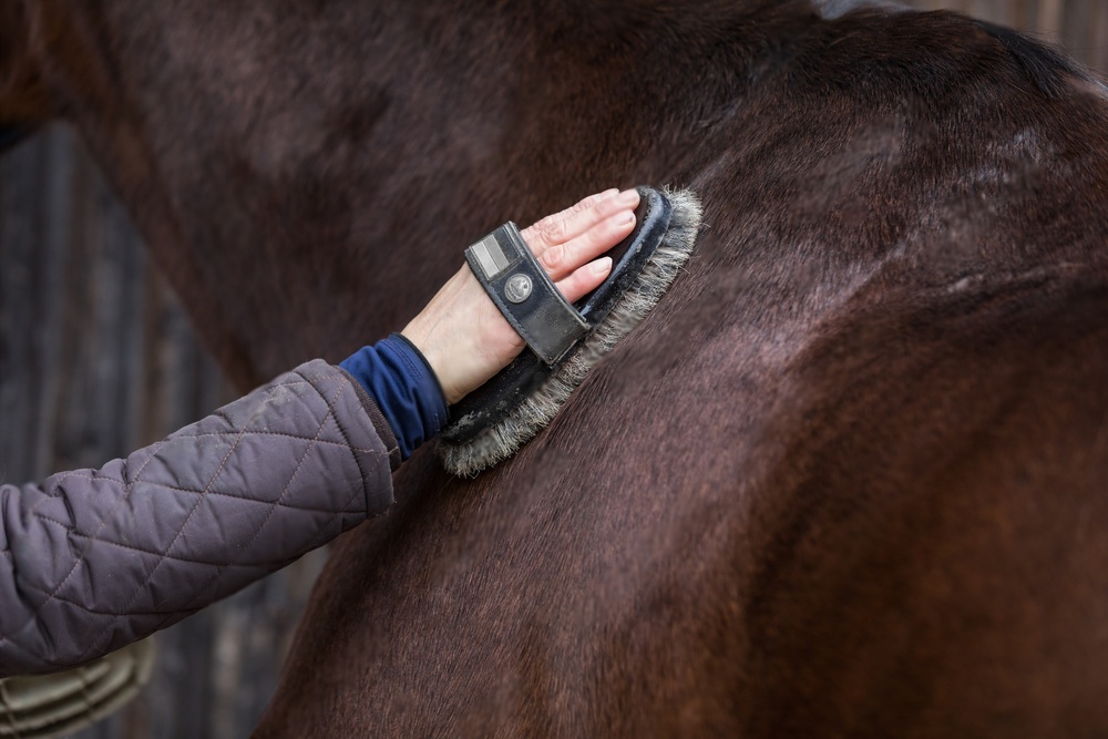 Horse Grooming<br />
