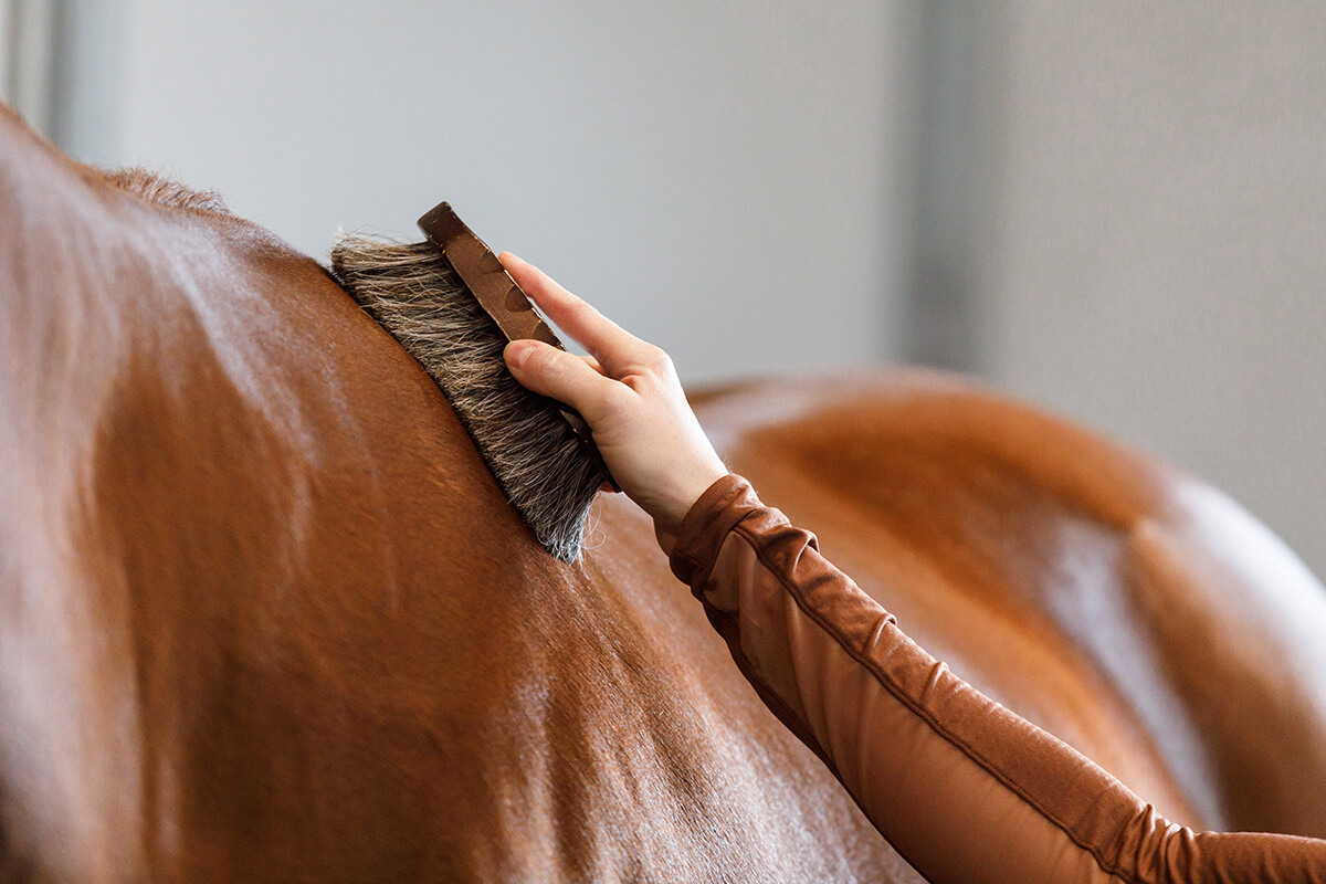 Horse Grooming