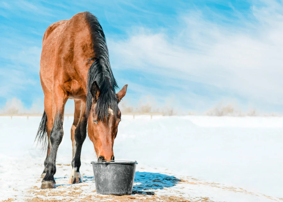 horse drinking water in winter