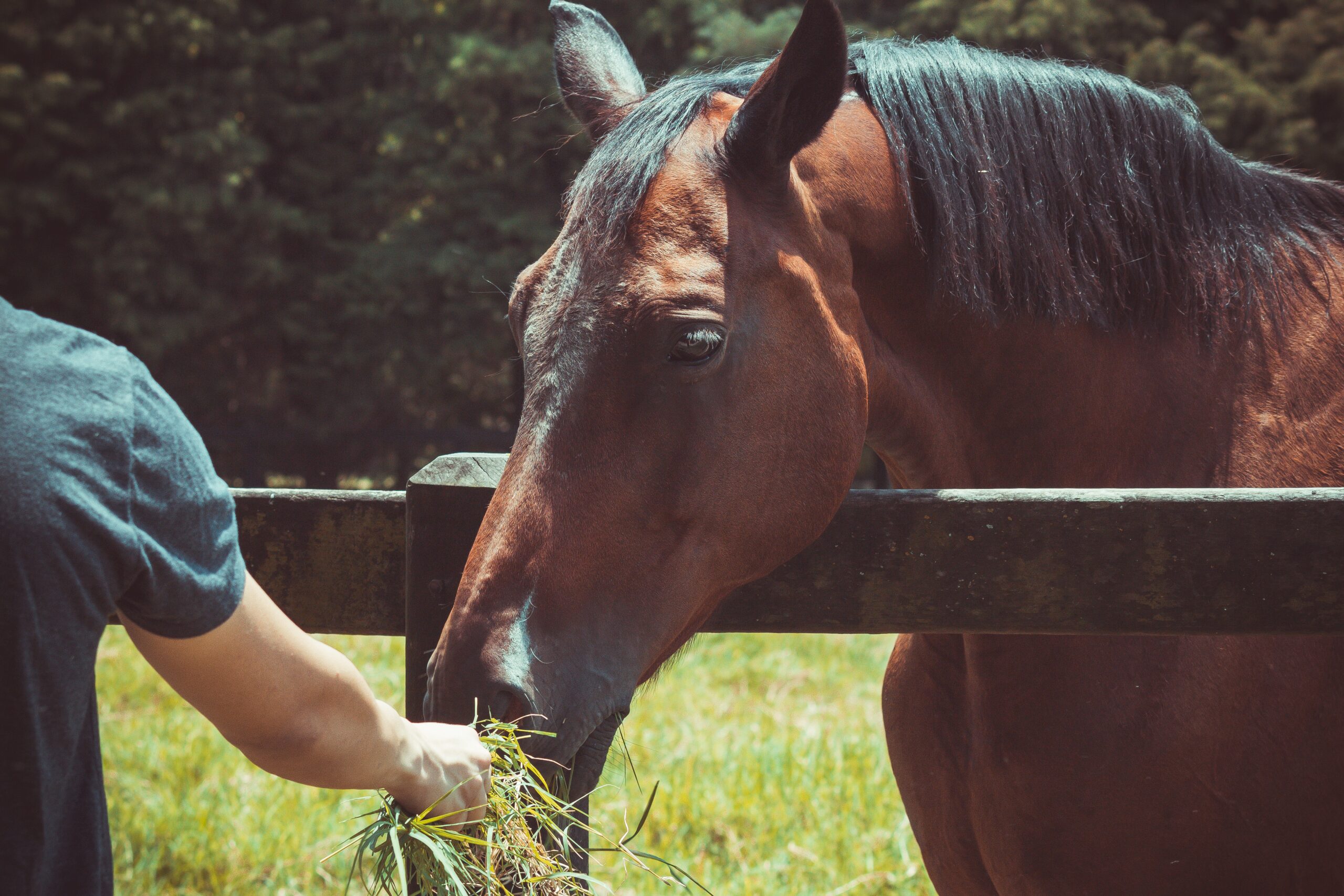 Paso Fino Nutrition and Feeding